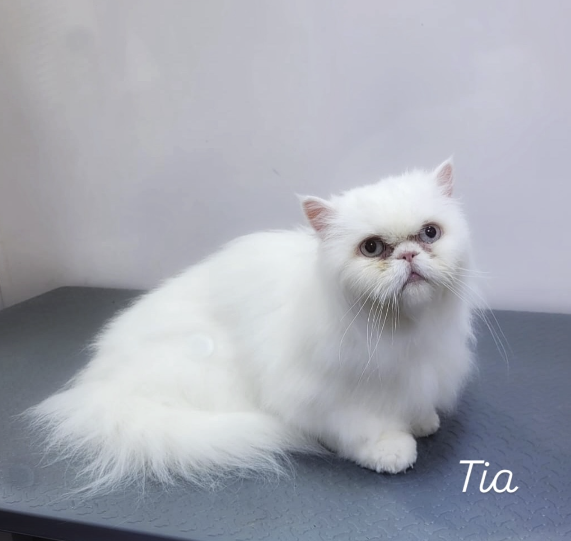 pet-after-tia